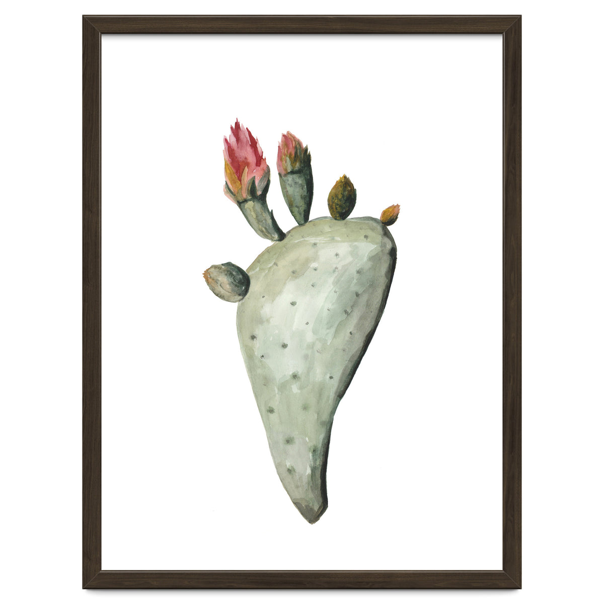 Botanical Illustration Cactus Flowers
