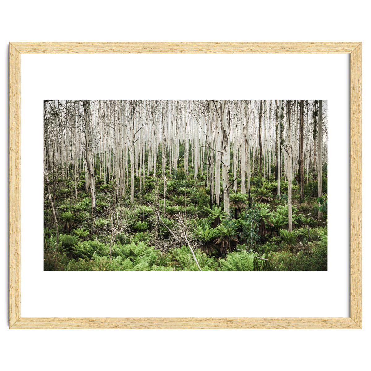 Forest After The Fire