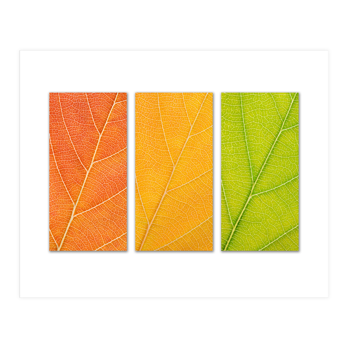 Autumn Leaves (Print Only)