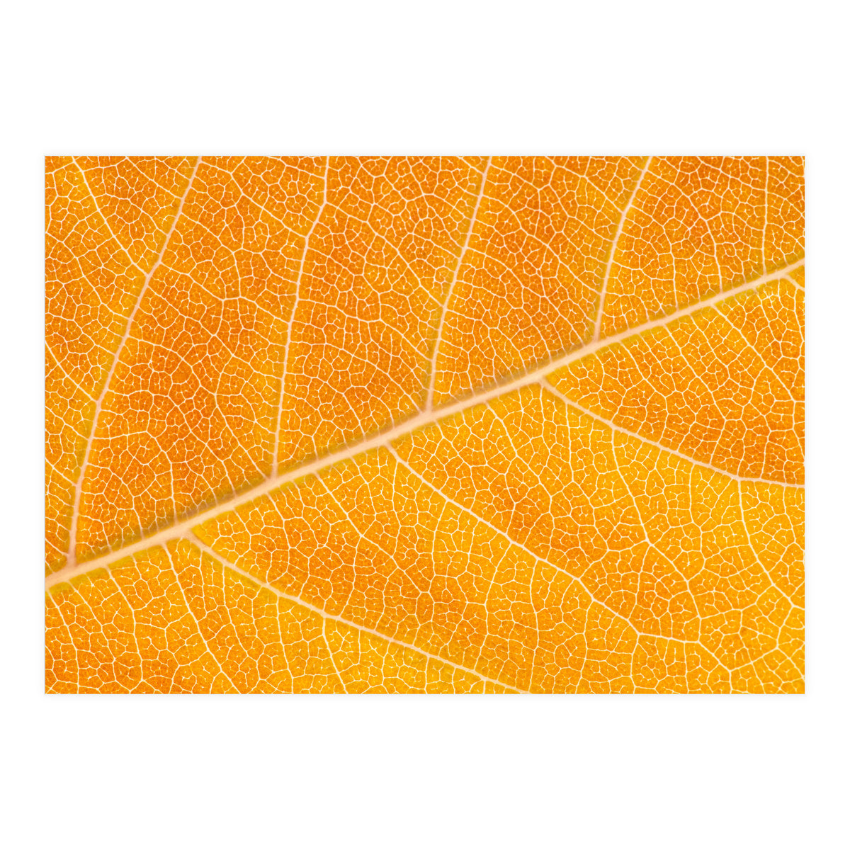 Autumn Leaf (Print Only)