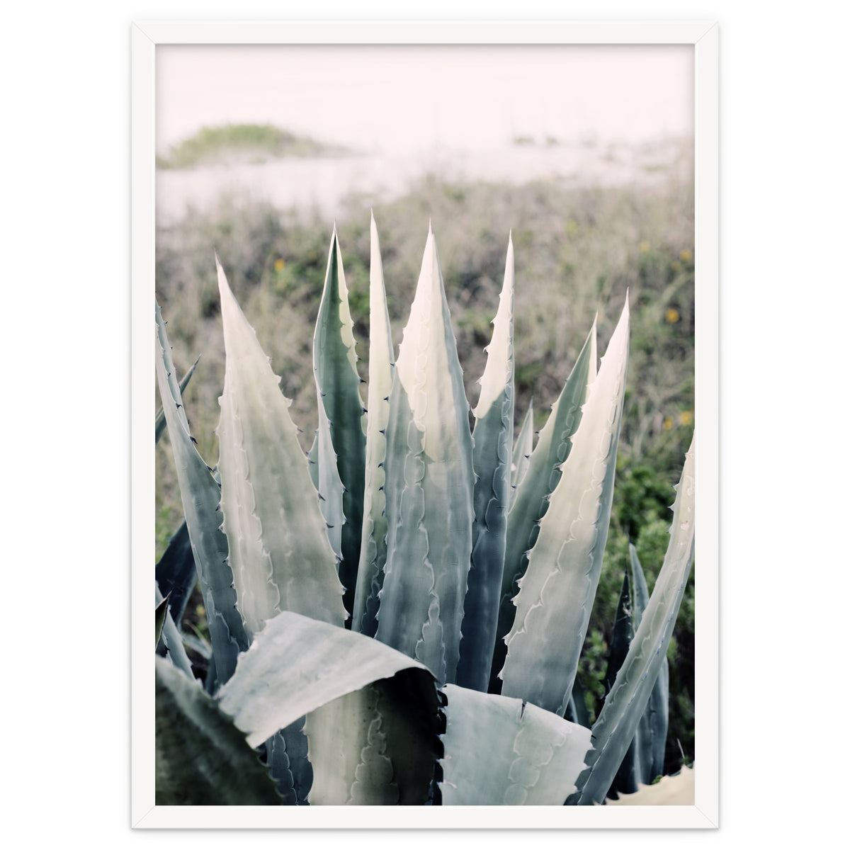 Pale Agave