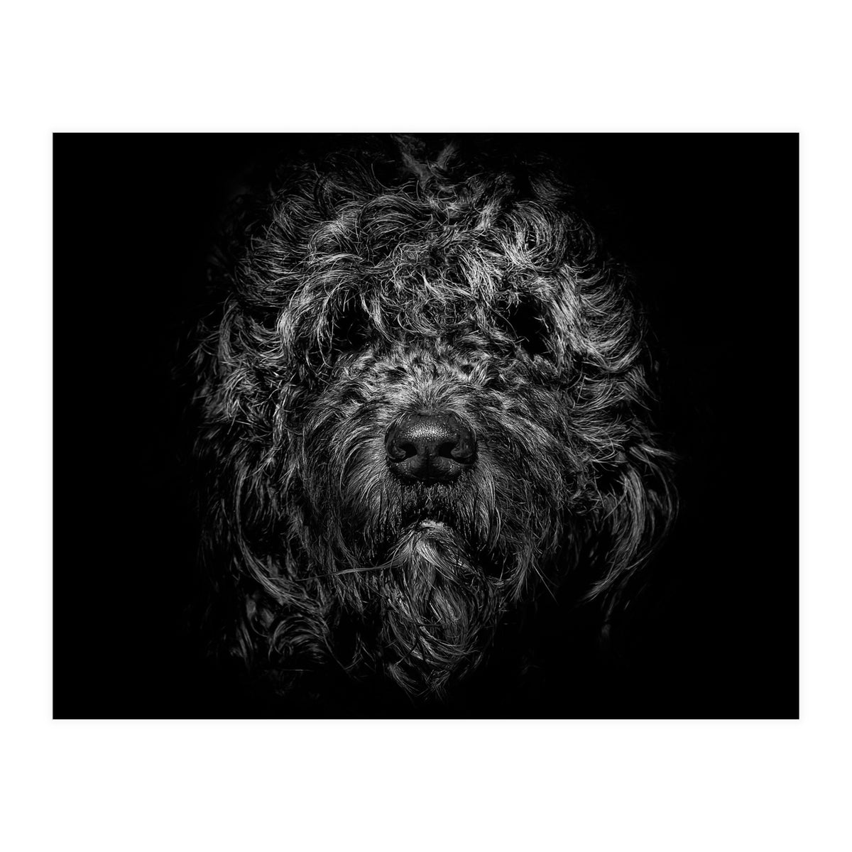 Ziggy Portrait No 1 (Print Only)