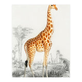 Giraffe illustration (Print Only) thumbnail