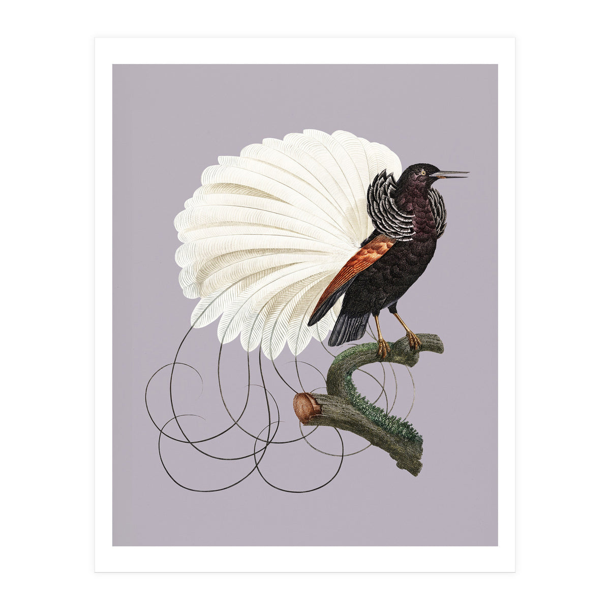 Vintage Bird Prints (Print Only)