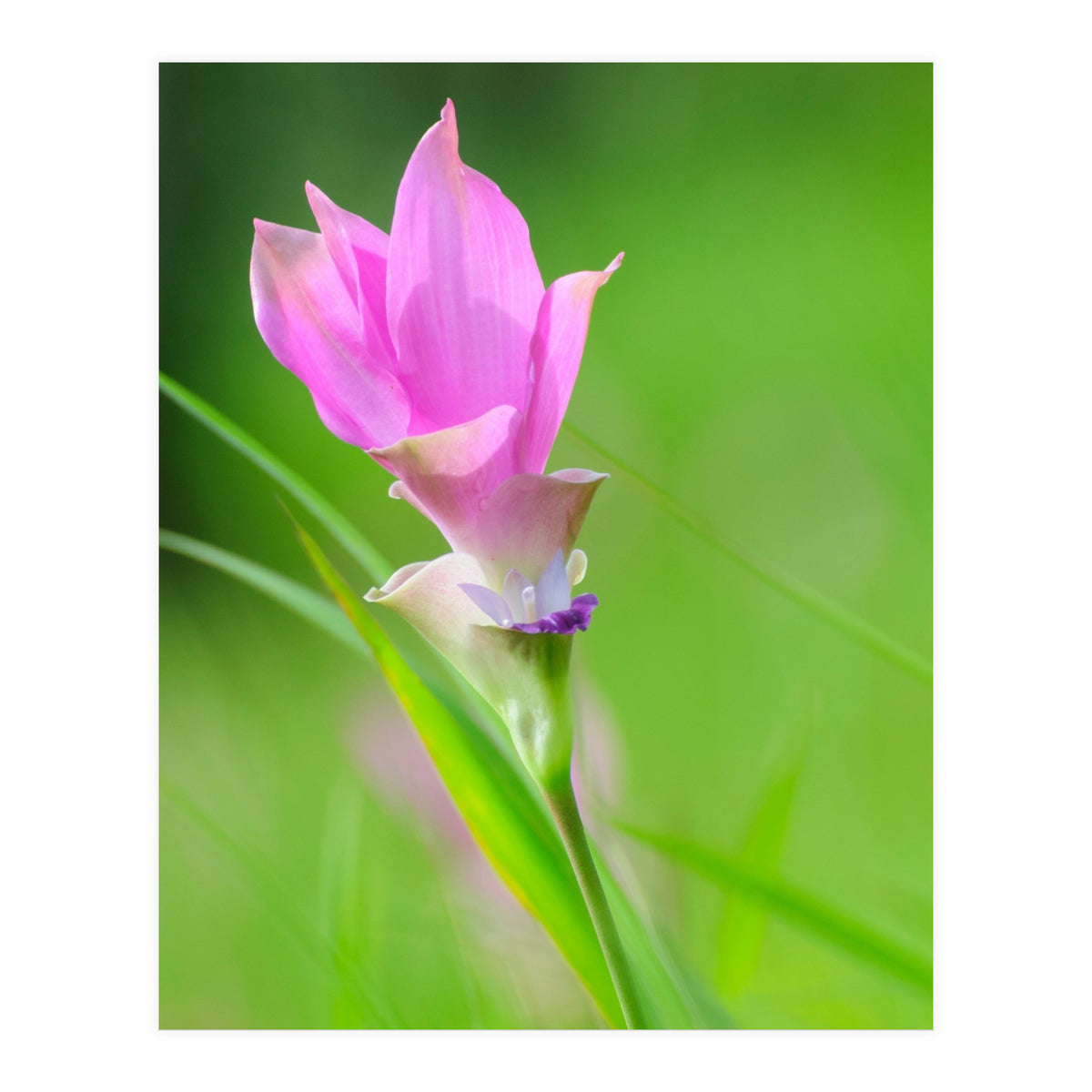 Nature 4000x6000 (12) (Print Only)