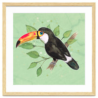 Toco toucan