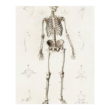 Human skeleton illustrated (Print Only) thumbnail