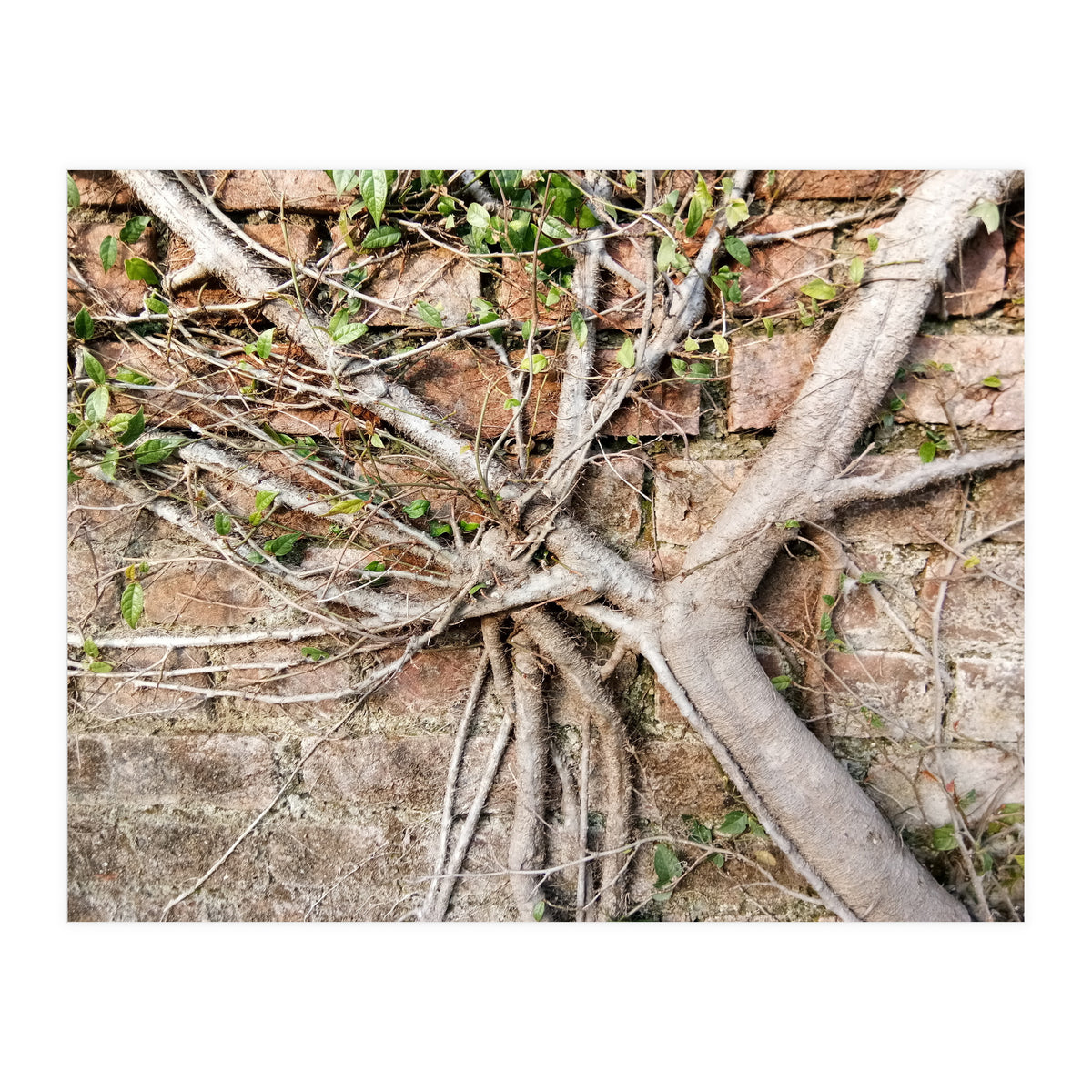 Roots (Print Only)