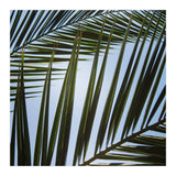 palm fronds (Print Only) thumbnail