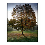 Autumnal Tree (Print Only) thumbnail