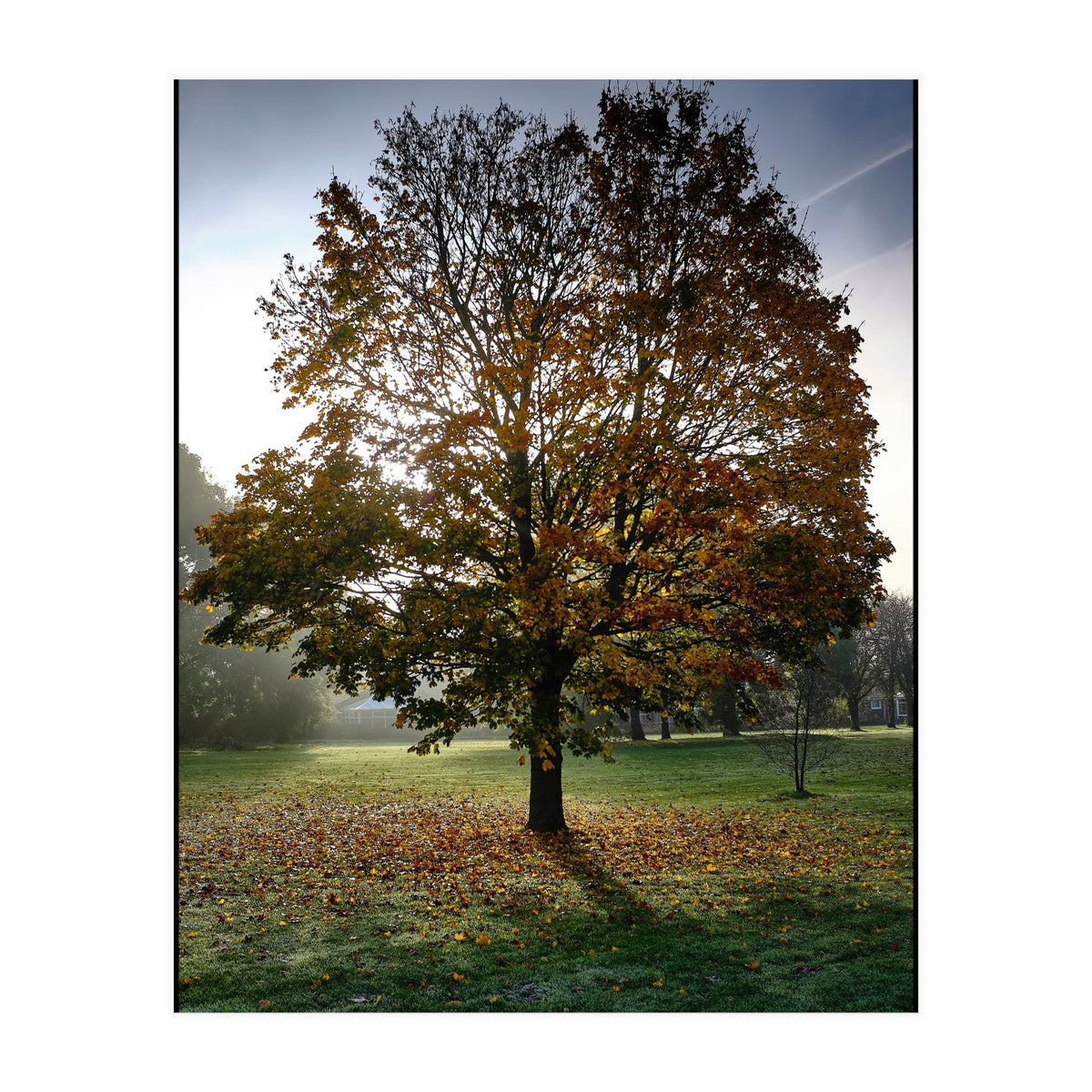 Autumnal Tree (Print Only)