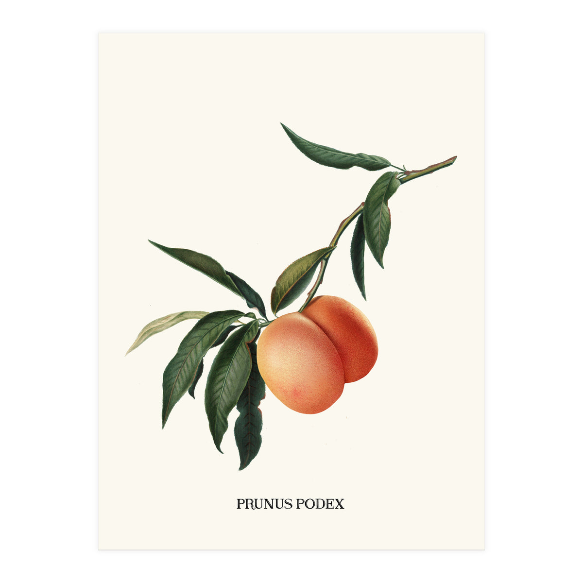 Peachy (Print Only)