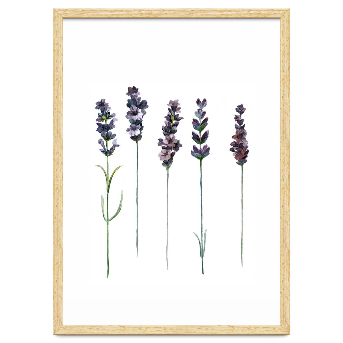 Botanical Illustration Lavender