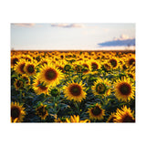 Summer Sunflowers (Print Only) thumbnail