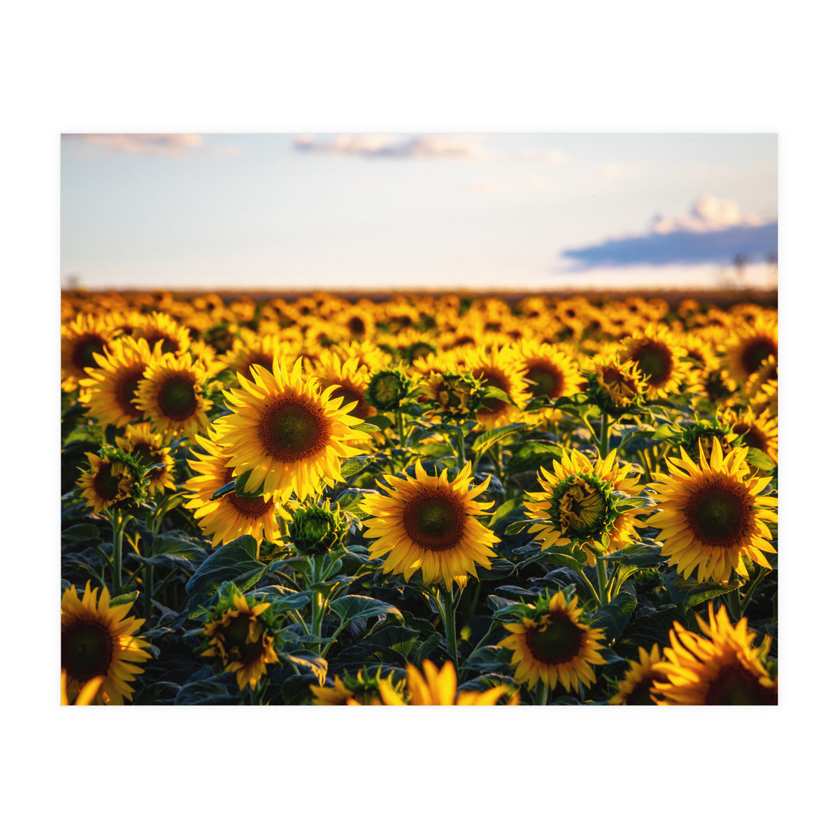 Summer Sunflowers (Print Only)