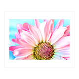 PInk Dahlia (Print Only) thumbnail