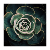 DARKSIDE OF SUCCULENTS IV-A (Print Only)
