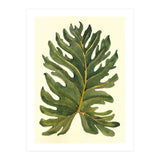 Monstera (Print Only) thumbnail