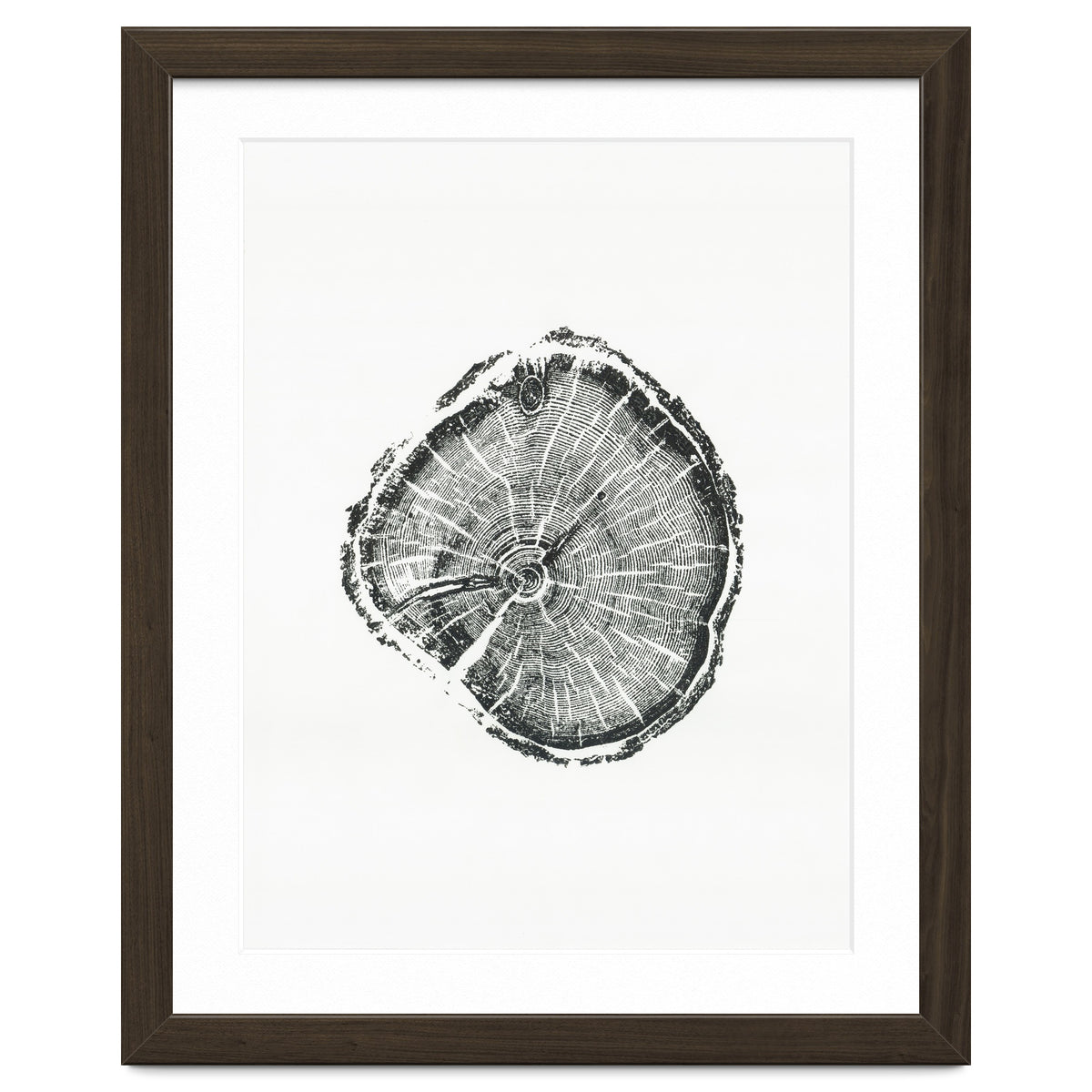 Tree Ring Print, Albion Basin, Utah, Pine Tree Print