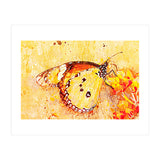Butterfly On Aclepias (Print Only) thumbnail