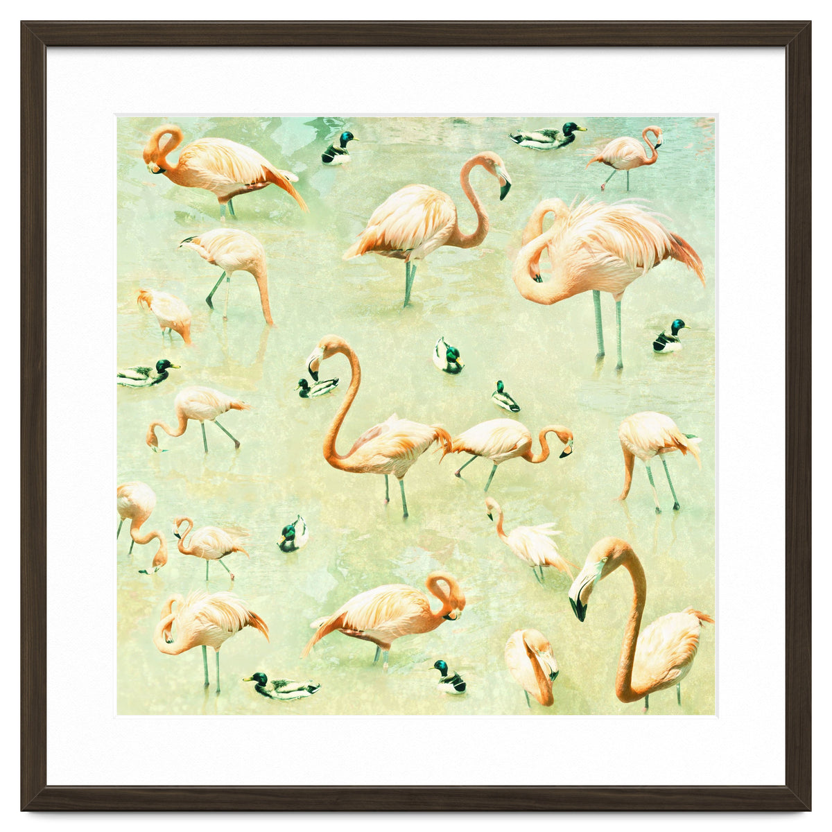 Flamingos