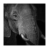Elephant (Print Only) thumbnail
