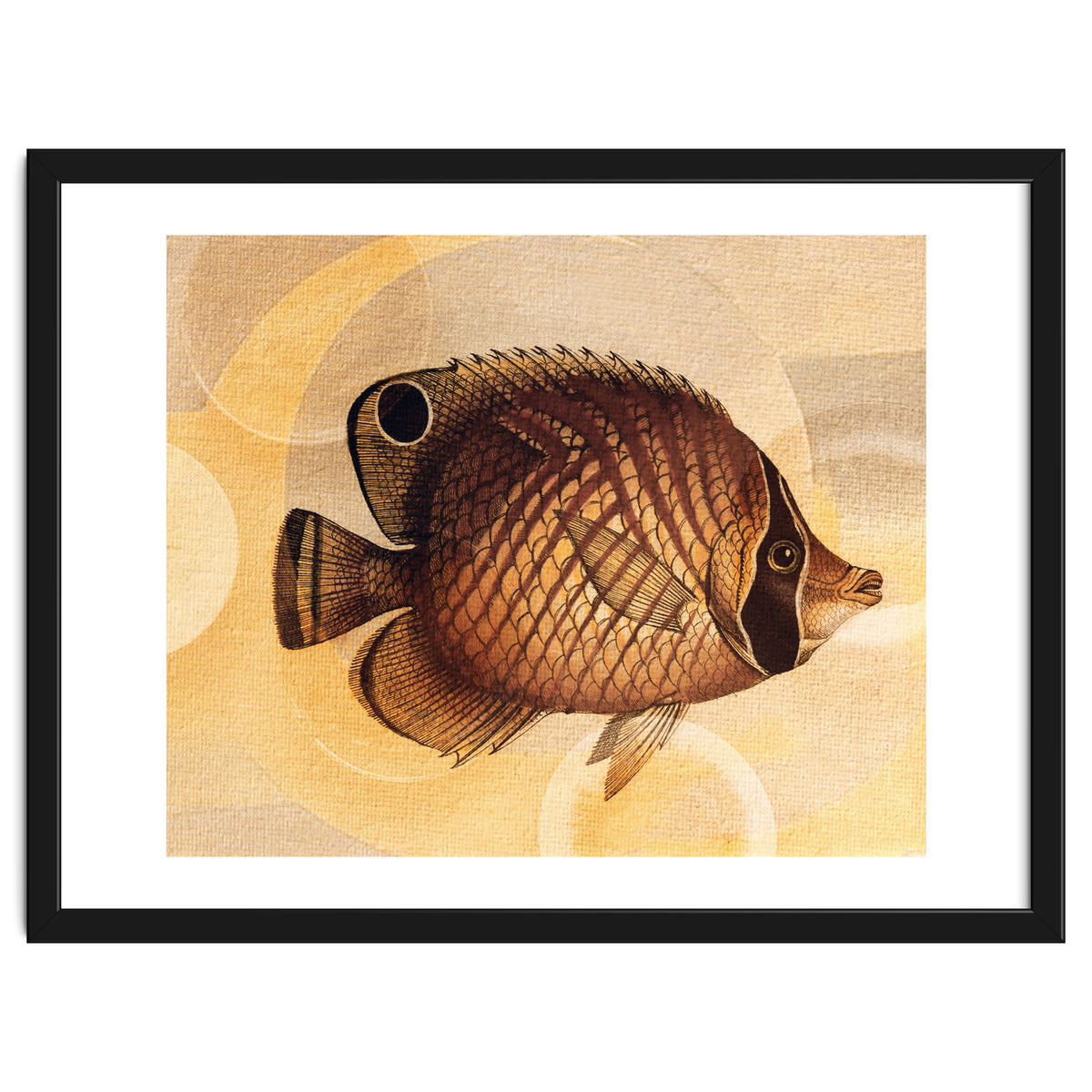 Fish Between Circles 3