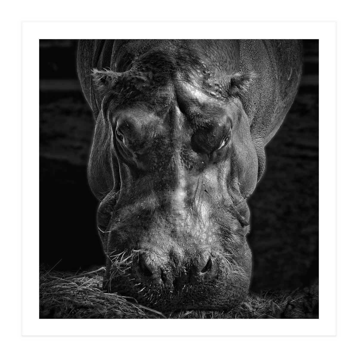 Hippopotamus (Print Only)