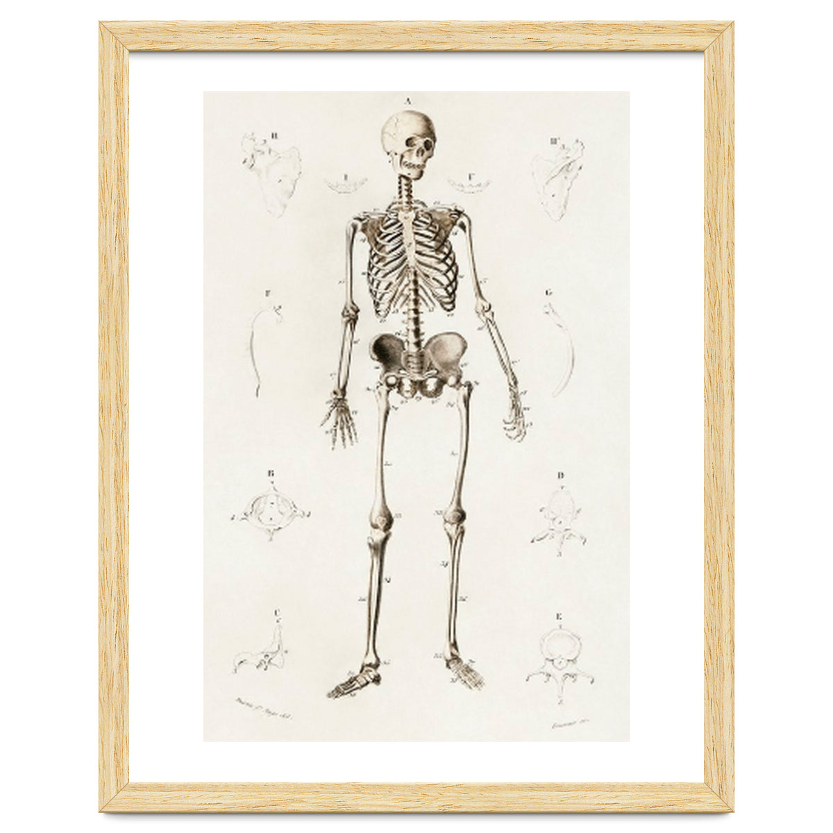 Human skeleton illustrated