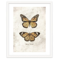 Butterflies VII