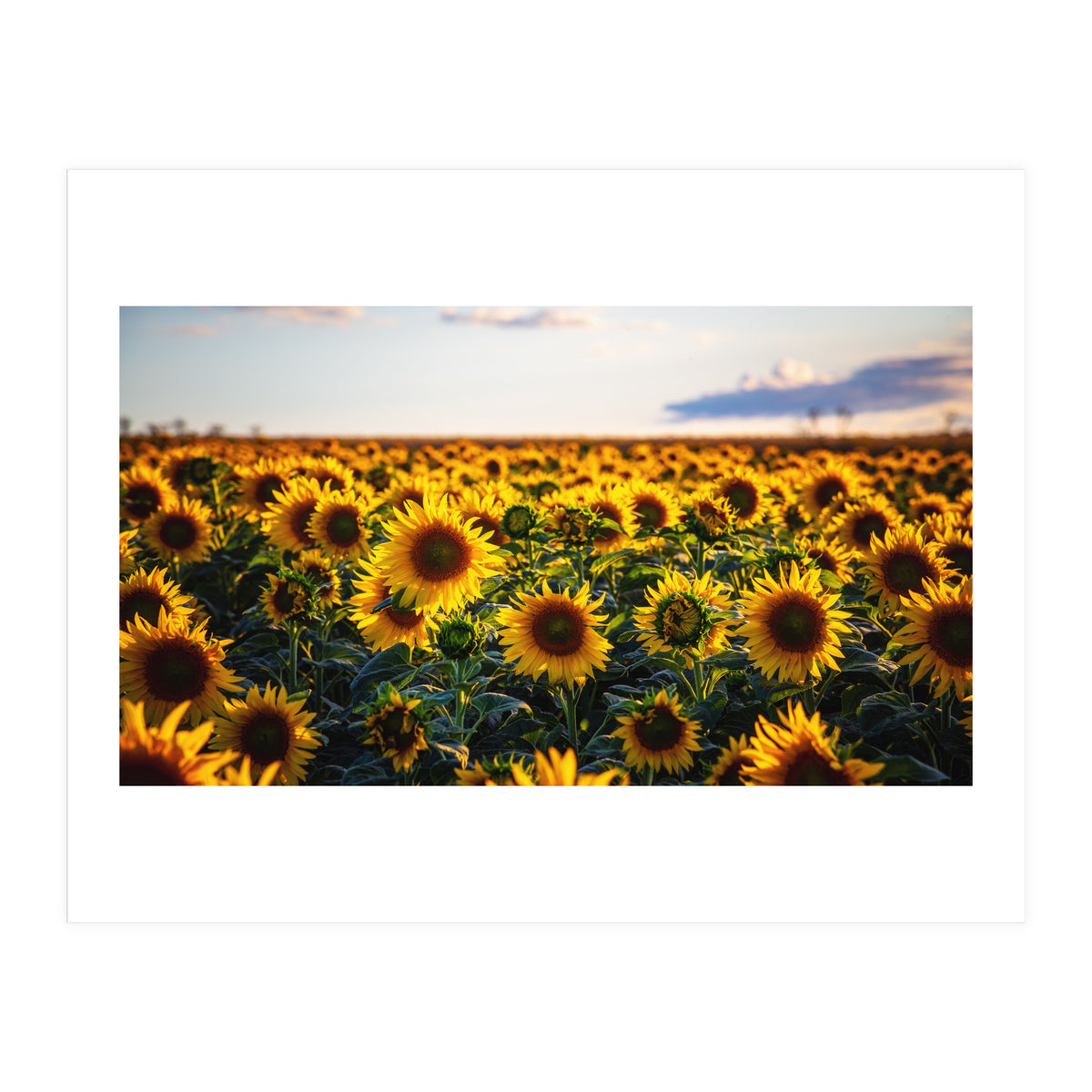 Summer Sunflowers (Print Only)