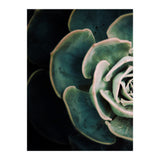 Darkside Of Succulents 4-E (Print Only) thumbnail