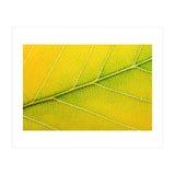 Autumn Leaf (Print Only) thumbnail