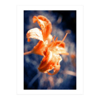 Lily Flower (Print Only)