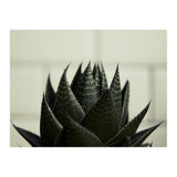 Succulent (Print Only) thumbnail