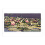 Waterlilies (Print Only) thumbnail