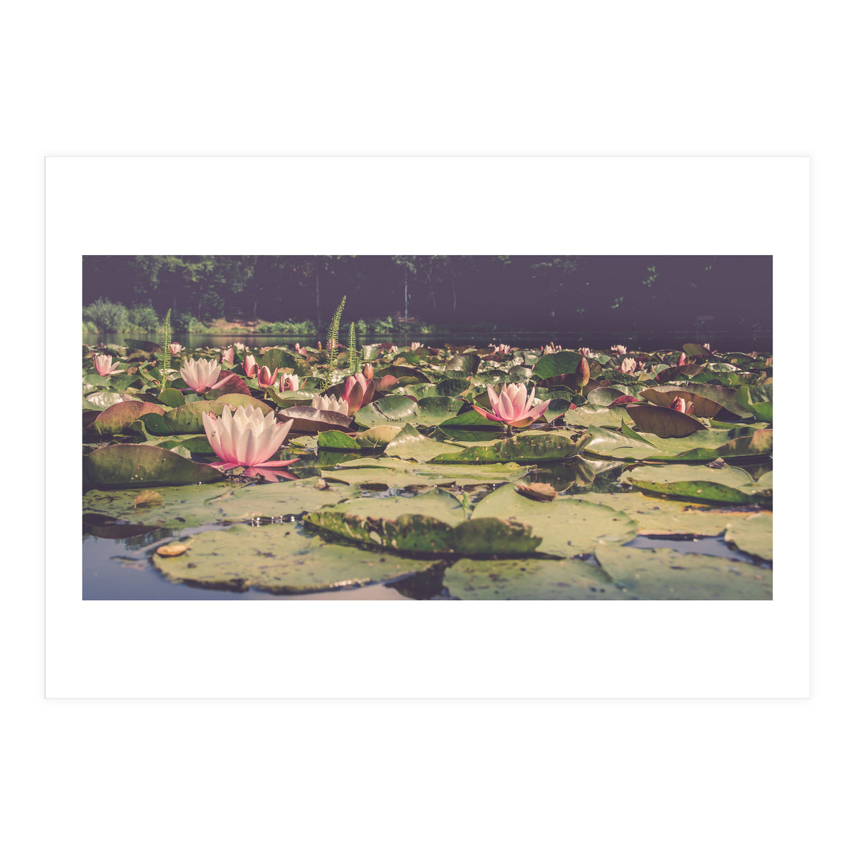Waterlilies (Print Only)