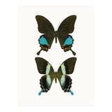 Cc Butterflies 02 (Print Only) thumbnail