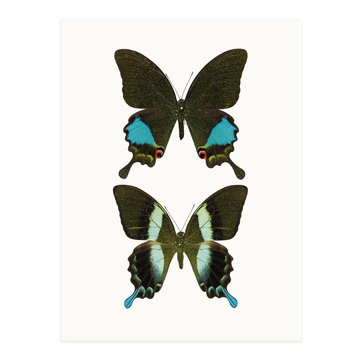 Cc Butterflies 02 (Print Only)