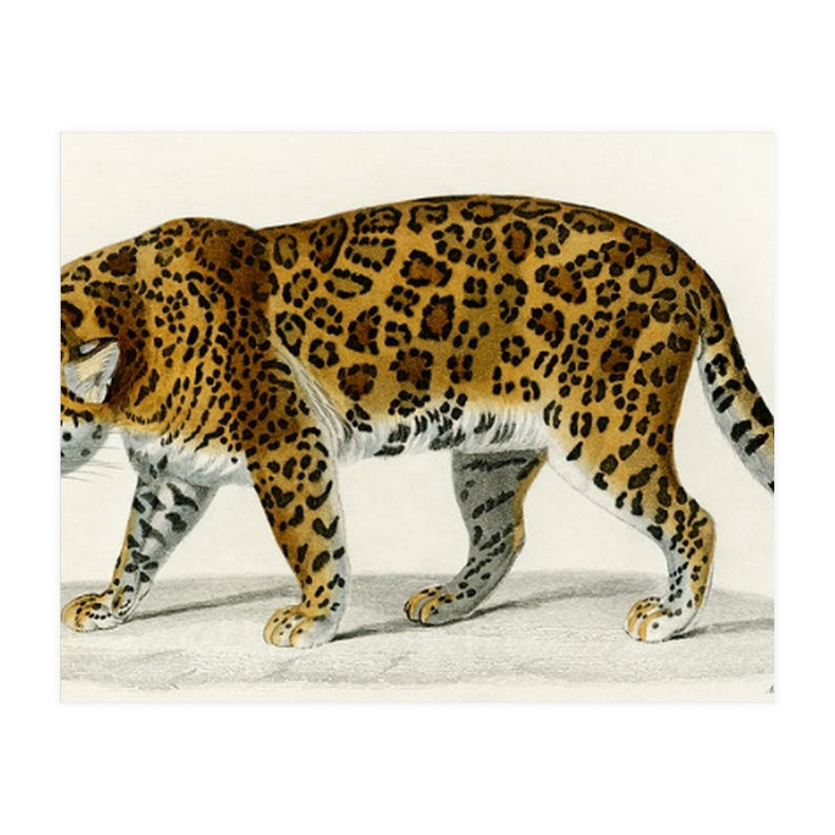 Jaguar (Panthera Onca) illustrated  (Print Only)