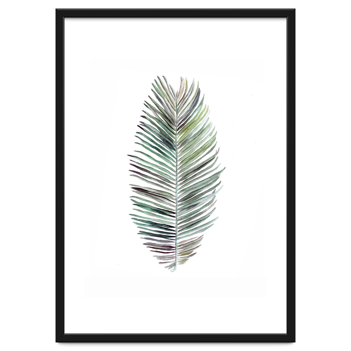 Botanical Illustration Cocos Palm