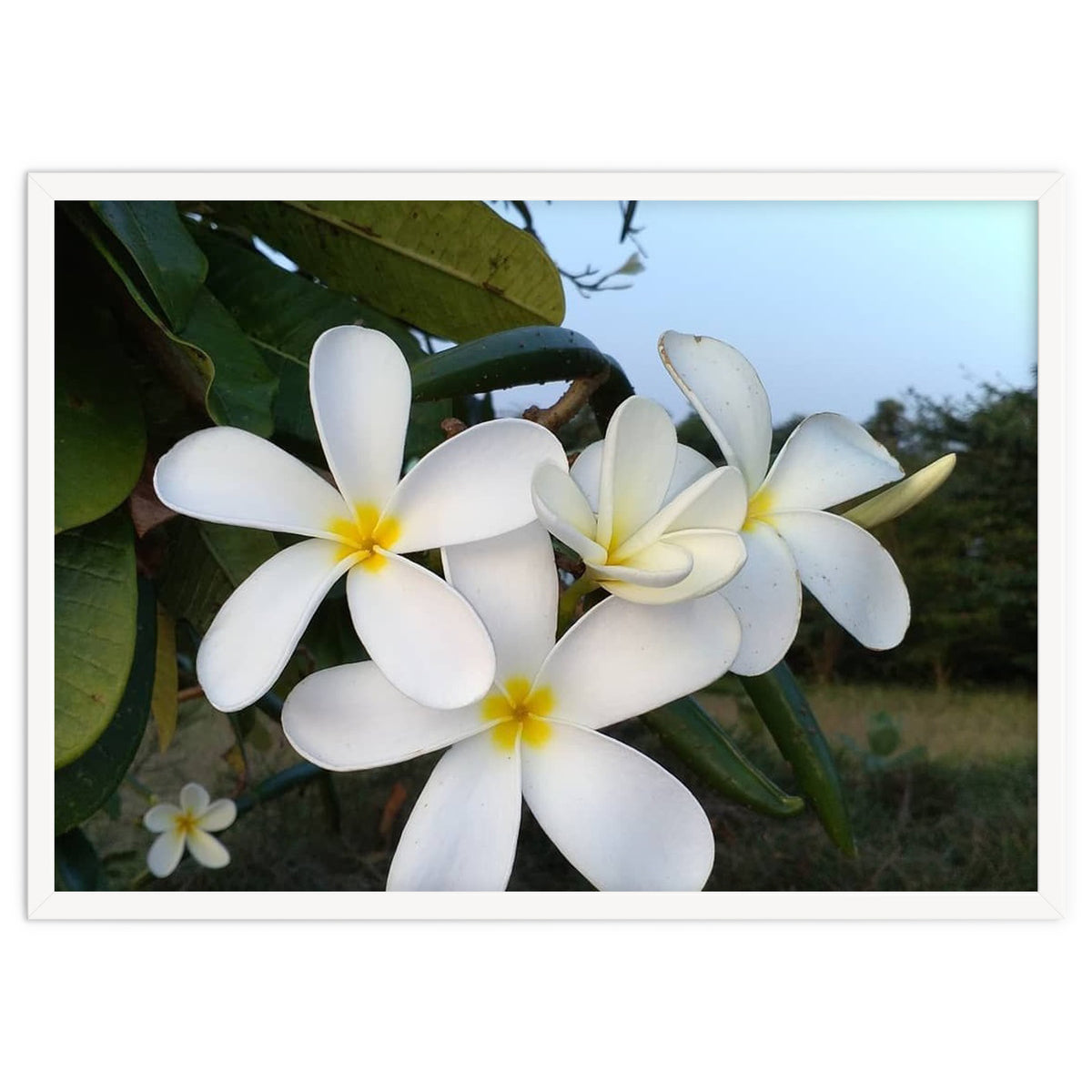 Frangipani