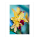 Cattleya Orchidee (Print Only) thumbnail