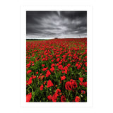 Wild Poppies (Print Only) thumbnail