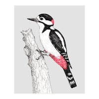 Great spotted woodpecker (Print Only)