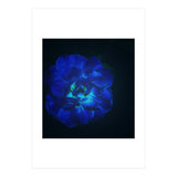 Lucky Blue Rose (Print Only) thumbnail