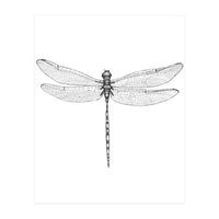 Dragonfly Wings (Print Only)