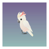 Salmon-crested cockatoo (Print Only) thumbnail