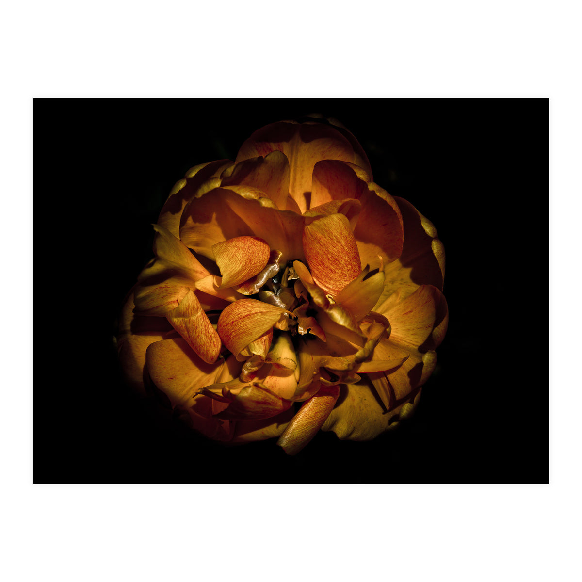 Backyard Flowers No 80 Color Version (Print Only)