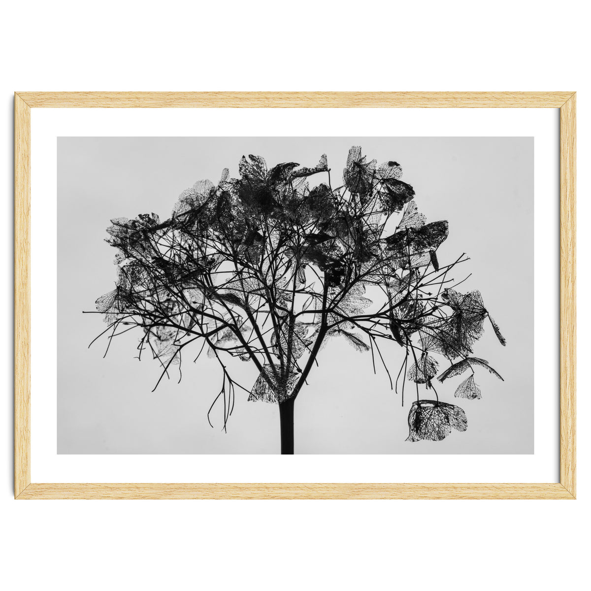 Hydrangea flower head